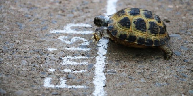 tortue à la ligne d'arriver d'une course